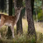 Zocca, operazione anti-bracconaggio: denunciati un modenese e un bresciano