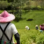 Caporalato in agricoltura, la Regione rafforza la Rete del lavoro agricolo di qualità
