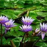 Perché preferire piante locali rispetto a specie esotiche nel giardino