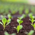 Come rendere il giardino più ecologico: pratiche concrete per uno spazio verde sostenibile