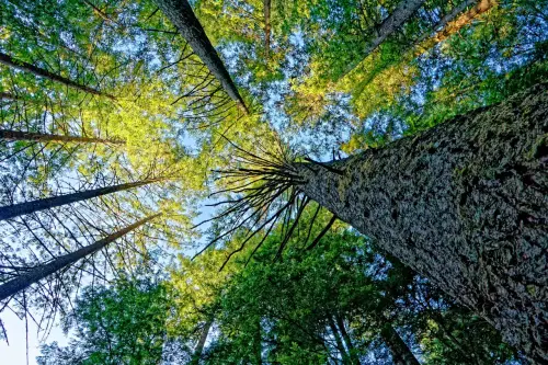 Modena, “Chiedilo agli alberi”: il verde al centro del nuovo numero del mensile comunale
