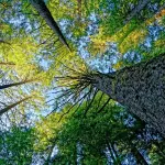 Modena, “Chiedilo agli alberi”: il verde al centro del nuovo numero del mensile comunale