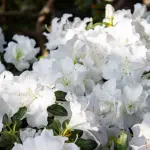 Modena ricorda l’eccidio di Piazza Grande: una corona di fiori per le vittime del 7 aprile 1920