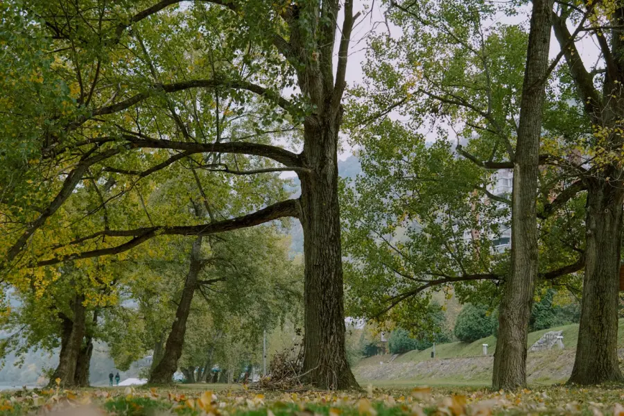 Modena, Alberi Festival Lab si chiude tra natura, arte e partecipazione