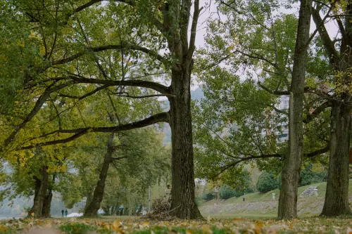 Modena, Alberi Festival Lab si chiude tra natura, arte e partecipazione