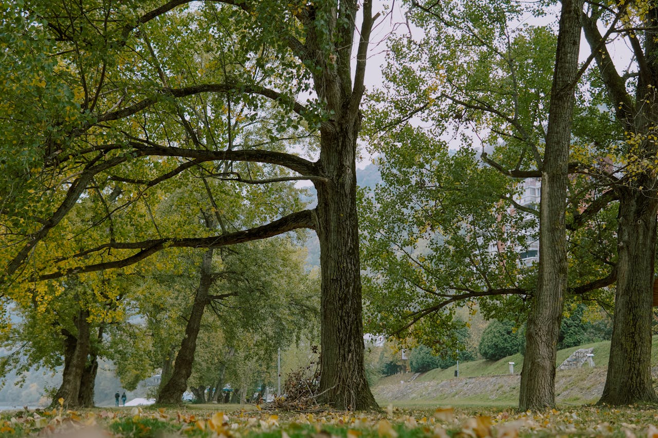 Modena, Alberi Festival Lab si chiude tra natura, arte e partecipazione