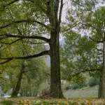 Modena, Alberi Festival Lab si chiude tra natura, arte e partecipazione