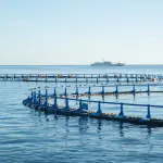 Emilia-Romagna, un milione per pesca e acquacoltura