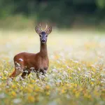 Polizia provinciale di Modena: salvato un capriolo ferito a Piandelagotti